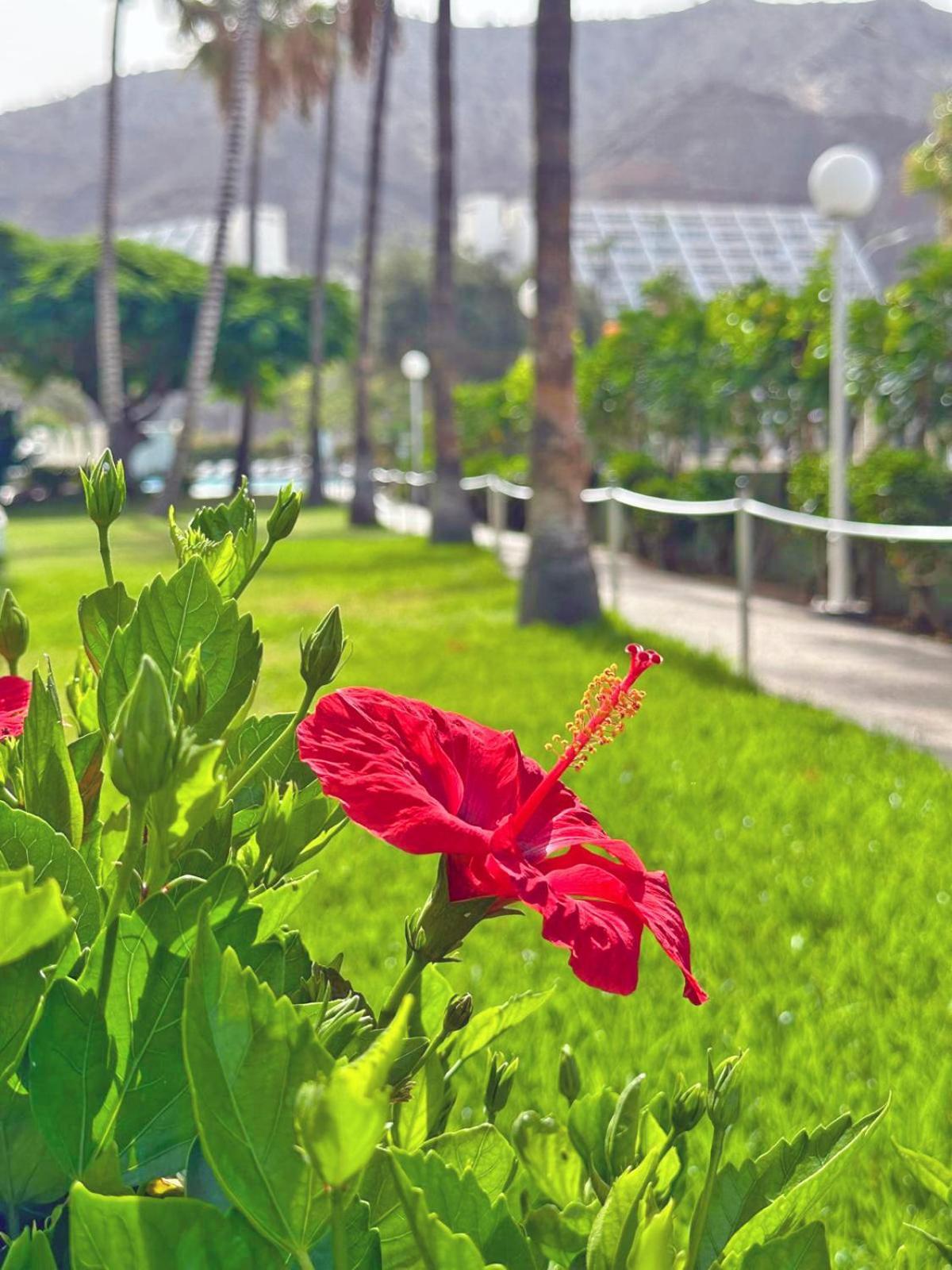 Apartamentos Portonovo Puerto Rico  Eksteriør bilde